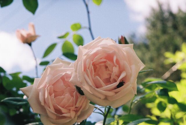 Как ухаживать за розами весной?