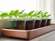 Какие овощи можно вырастить на подоконнике?